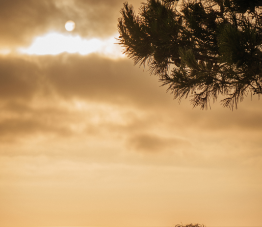 The Heartbreaking yet Inspirational Movie “Paper Flowers” World Movie Premier on Opening Night of the “Dances With Films” Film Festival